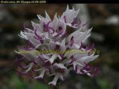 Simia