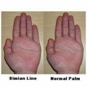 humanhand.com Simian