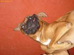 Simle