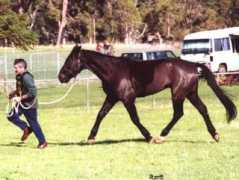 Simmo