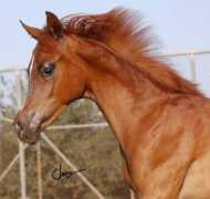 Simoen