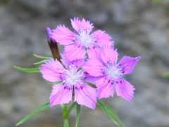 botanic.jp Sinade