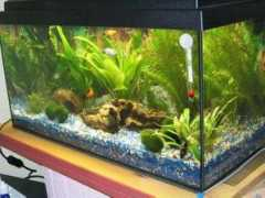 aqua-aquaristik.de Sinchen