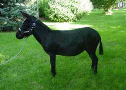 weefriendsfarm.com Sinder