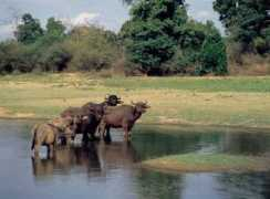 lankaholidays.com Sineli
