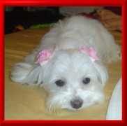 sinettemaltesepuppys.com Sinette