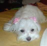 sinettemaltesepuppys.com Sinette