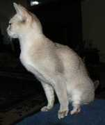 catsofaustralia.com Singas