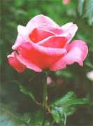 profumo.it Singlez