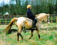 shirefoxfarm.com Sinnamon