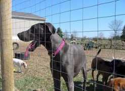 pawsitiveenergy.com Sinnia