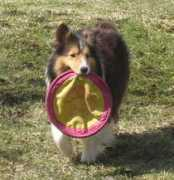 Sinnosuke