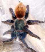 petbugs.com Sinram