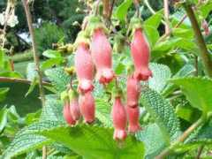 botanic.jp Sinsel