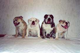 bulldog17savi.narod.ru Sinsila
