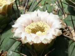 botanic.jp Sinten