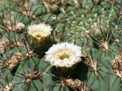 botanic.jp Sinten