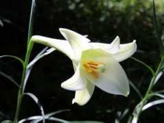 botanic.jp Sintep