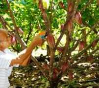 cocoasustainability.com Siraje