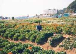 Siramat