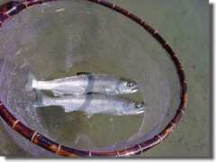 supertrout.com Sirame
