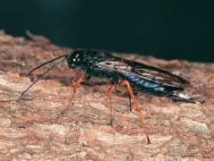 waspweb.org Sirex
