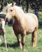 welshcobs.info Siriel
