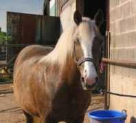 welshcobs.info Siriel