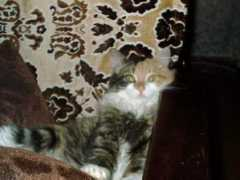 win.citycat.ru Sirinity