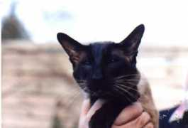 lasjoyasthai-siamcats.de Sirlan