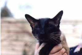 lasjoyasthai-siamcats.de Sirlan