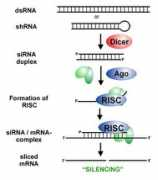 gene-quantification.de Sirna