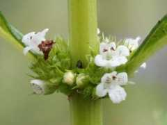 botanic.jp Sirone