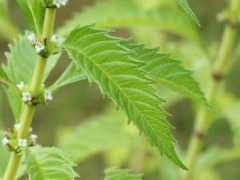 botanic.jp Sirone