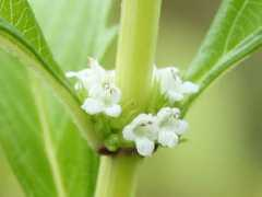 botanic.jp Sirone
