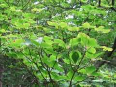 botanic.jp Siroya