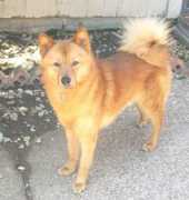 crownsfinnishspitz.com Sirro