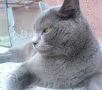 miciny.cz Sisina
