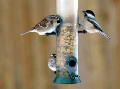 fotonomy.com Siskens