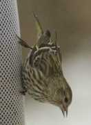 Siskin