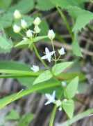 botanic.jp Sitase