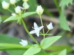botanic.jp Sitase