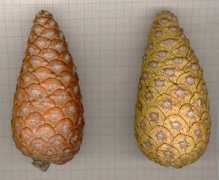 pinetum.org Sitena