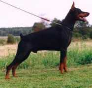 dobermann-review.com Sivaldo
