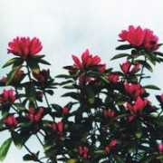 floricolturaluppi.it Sivester