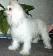 alfa-dogs.narod.ru Sjuzanna