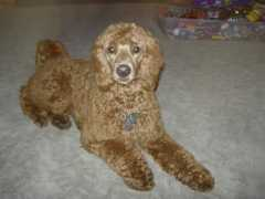 winecountrydoodles.com Skarlett