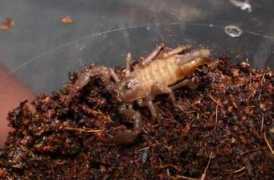 egzotika.info Skarpas