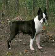 Skeeter