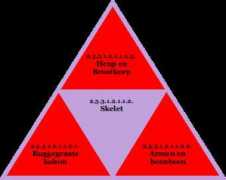 Skelet